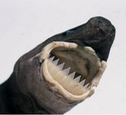 Isistius plutodus_05.jpg